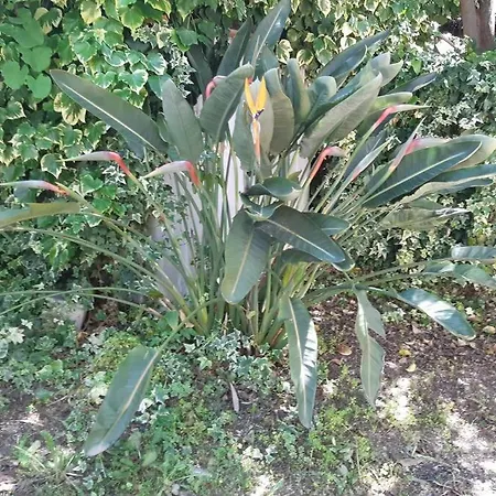 Apartment Fleurs Du Paradis Hyeres